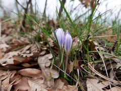 Crocus carpetanus