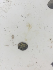 Patelloida latistrigata