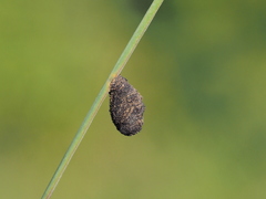 Cryptocephalus anticus