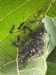 Polyrhachis laboriosa