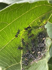Polyrhachis laboriosa