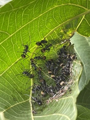 Polyrhachis laboriosa