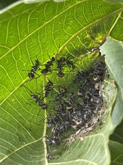 Polyrhachis laboriosa