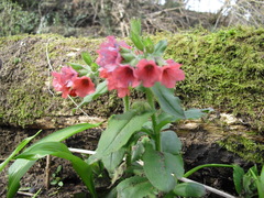 Pulmonaria rubra