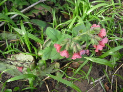 Pulmonaria rubra