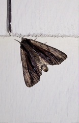 Apamea verbascoides