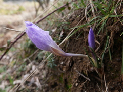 Crocus carpetanus