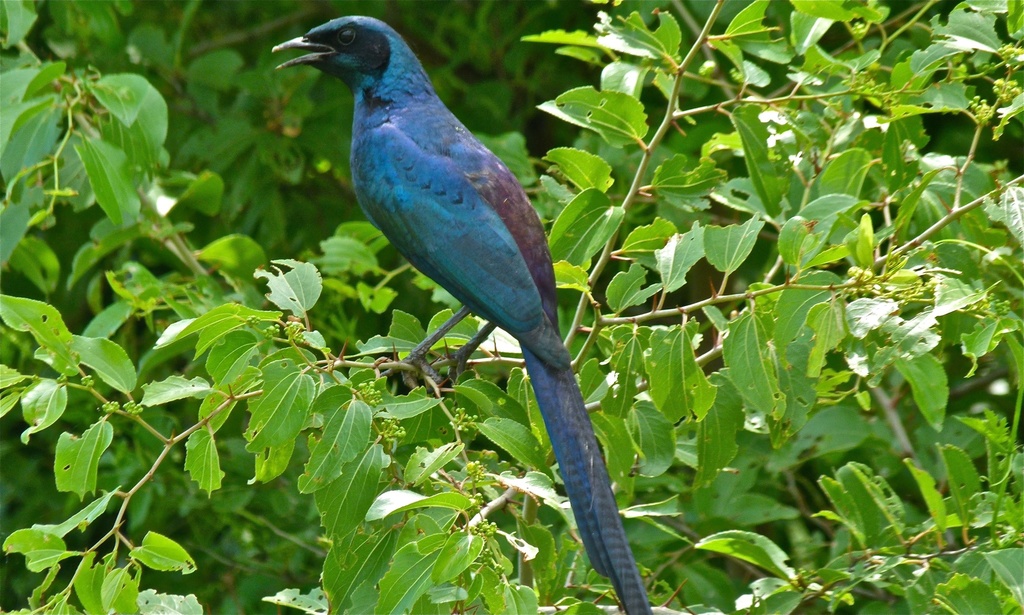 Meves's Starling (Lamprotornis mevesii) photo