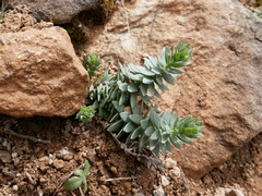 Euphorbia nevadensis