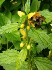 Lamium galeobdolon montanum