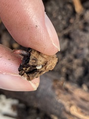 Trichoniscus pygmaeus