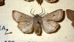 Orthosia gracilis