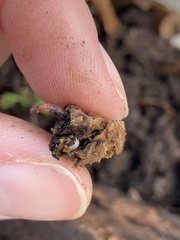 Trichoniscus pygmaeus