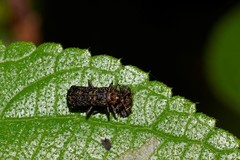 Octotoma scabripennis