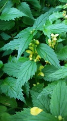 Lamium galeobdolon montanum