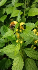 Lamium galeobdolon montanum