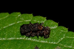 Octotoma scabripennis