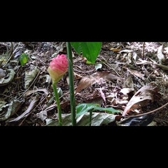 Zingiber zerumbet zerumbet