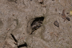 Pseudohelice subquadrata