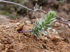 Euphorbia nevadensis