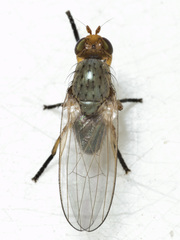 Lauxaniinae