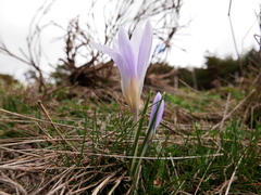Crocus carpetanus