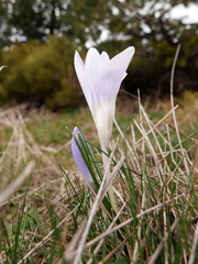 Crocus carpetanus