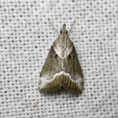Otiophora leucura