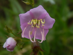 Pterogastra divaricata