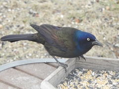 Quiscalus quiscula versicolor