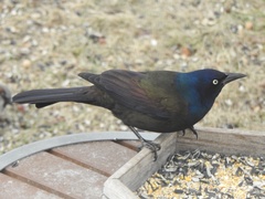 Quiscalus quiscula versicolor