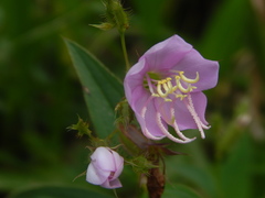 Pterogastra divaricata