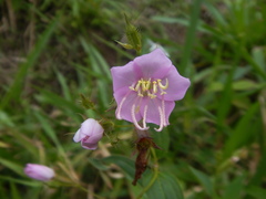 Pterogastra divaricata
