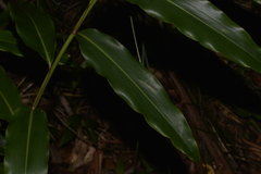 Alpinia arundelliana