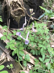 Corydalis decumbens