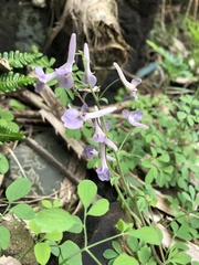 Corydalis decumbens