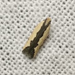 Ardozyga catarrhacta