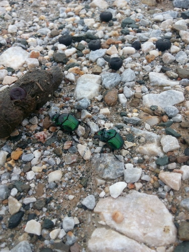 Phanaeus nimrod