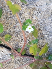 Veronica cymbalaria