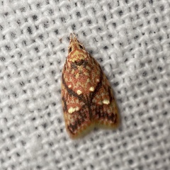 Lophopepla igniferella