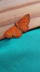 Argyrogrammana caesarion