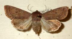 Orthosia gracilis