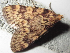 Aglossa dimidiatus