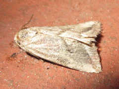 Phyllophila obliterata