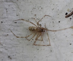 Cryptachaea gigantipes