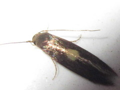 Wegneria cerodelta