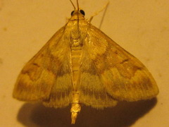 Pyrausta phoenicealis