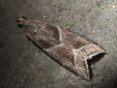 Nyctegretis triangulella