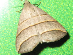 Colobochyla salicalis