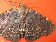 Diomea cremata